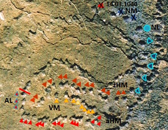 Palmerische Petroglyphe erstmalig als Mondzyklus interpretiert